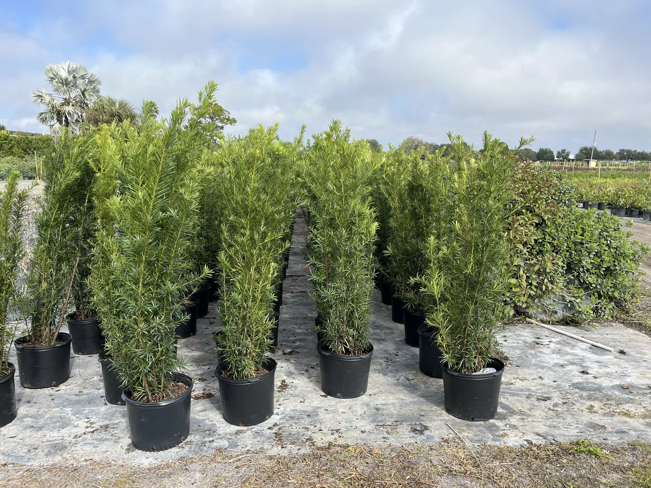 Rows of potted plants in a nursery with a cloudy sky above and trees in the background.
