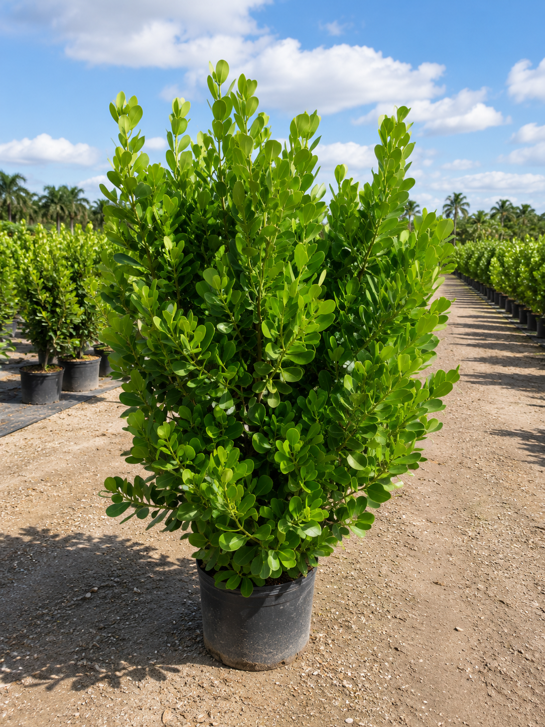 Green shrub in a black pot on a dirt path, with rows of similar plants and tropical palm trees in the background under a partly cloudy sky.