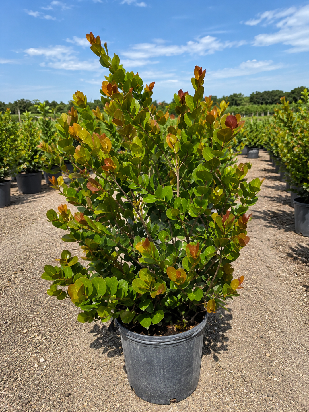 Green potted shrub with reddish new growth in a nursery. Clear blue sky and rows of similar plants in containers are visible in the background.