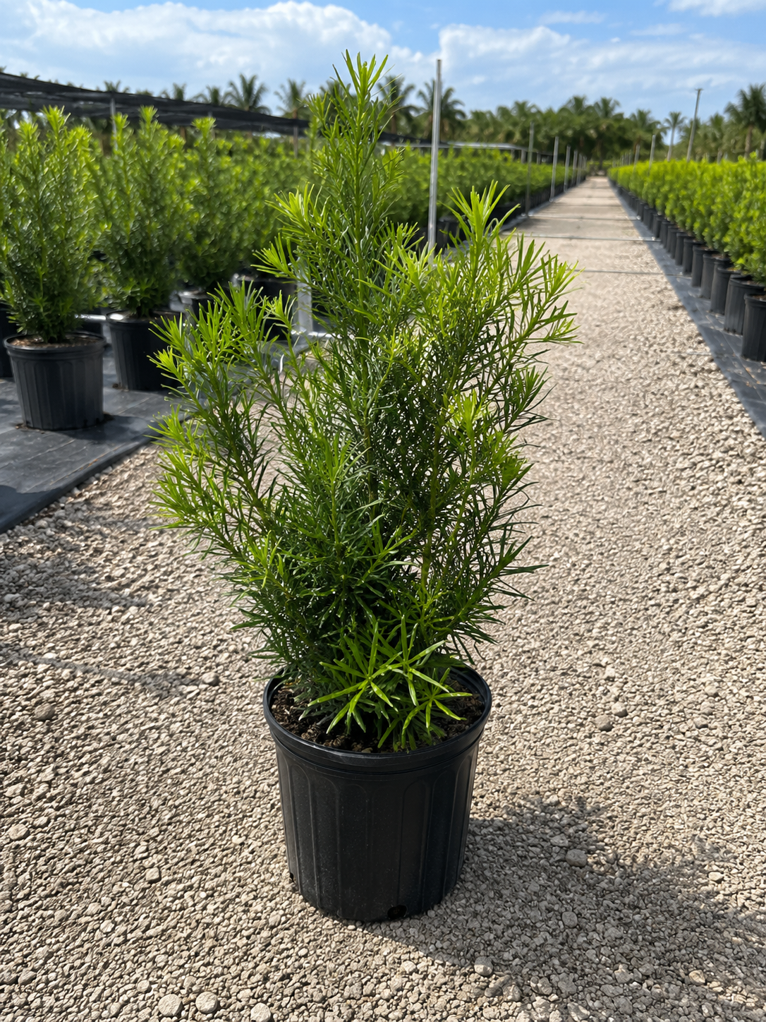 Potted green plant in a black container on a gravel path at a nursery, with more potted plants and palm trees in the background under a partly cloudy sky.