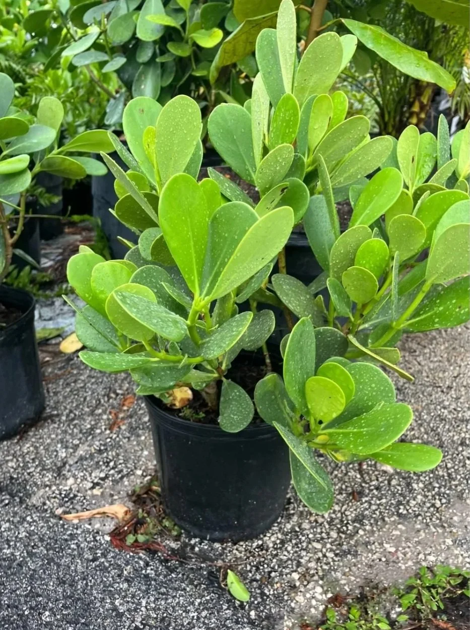 A potted green shrub with oval leaves, some has small white spots, placed on a gravel surface with other plants in the background.