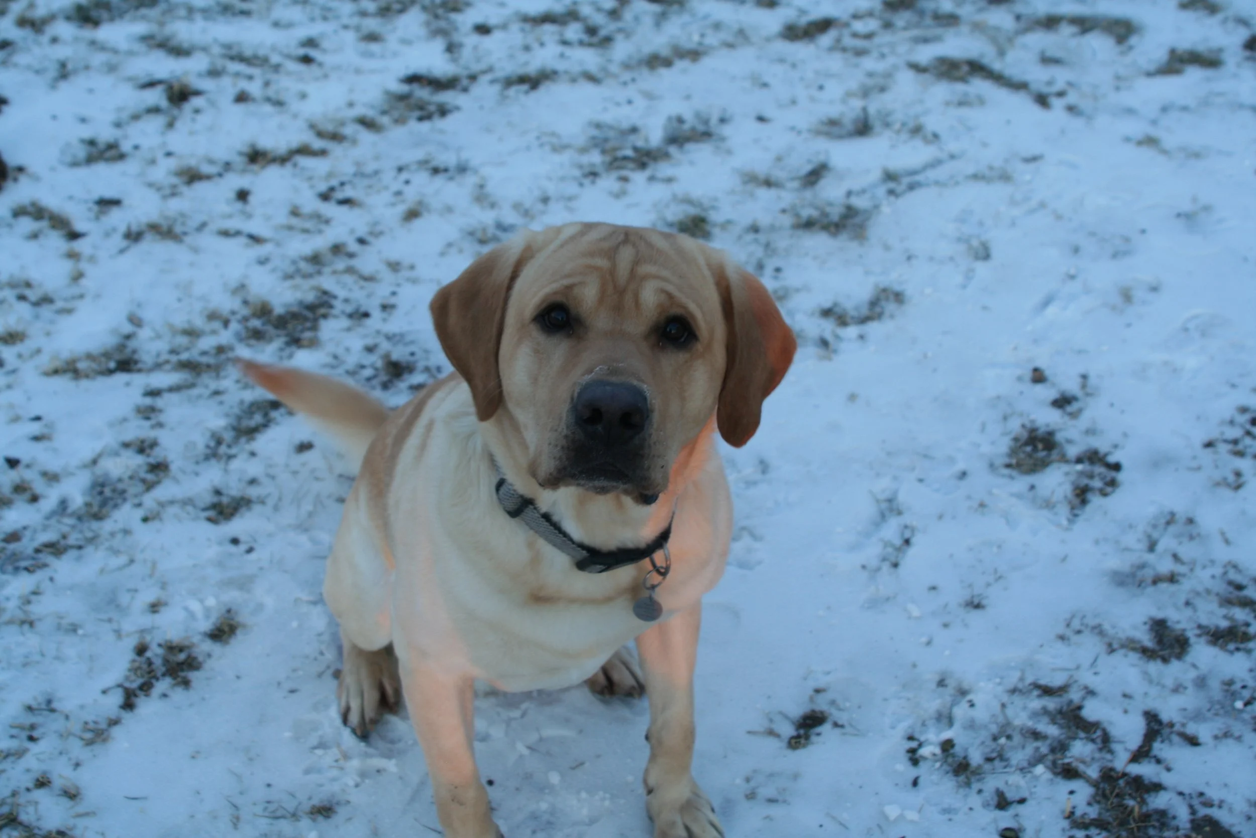 A Letter From Your Pet - Animal communication reading - Sent via email