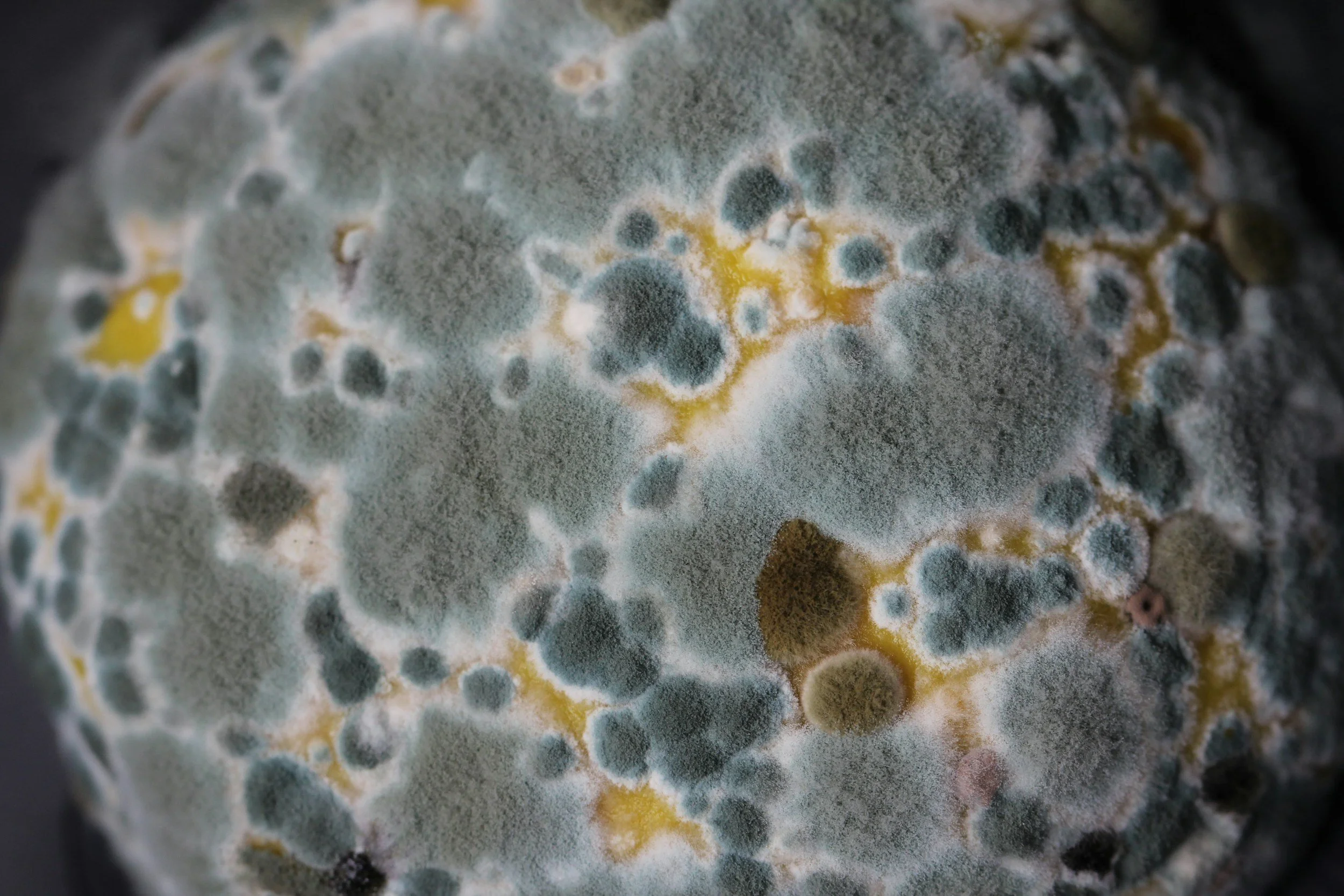 Mold-impacted building material representing remediation, containment, and environmental service coordination.