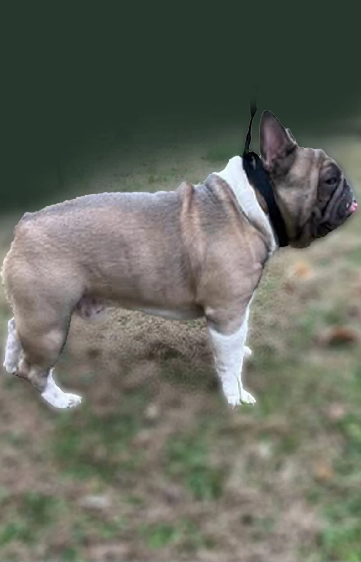 gus2.jpg