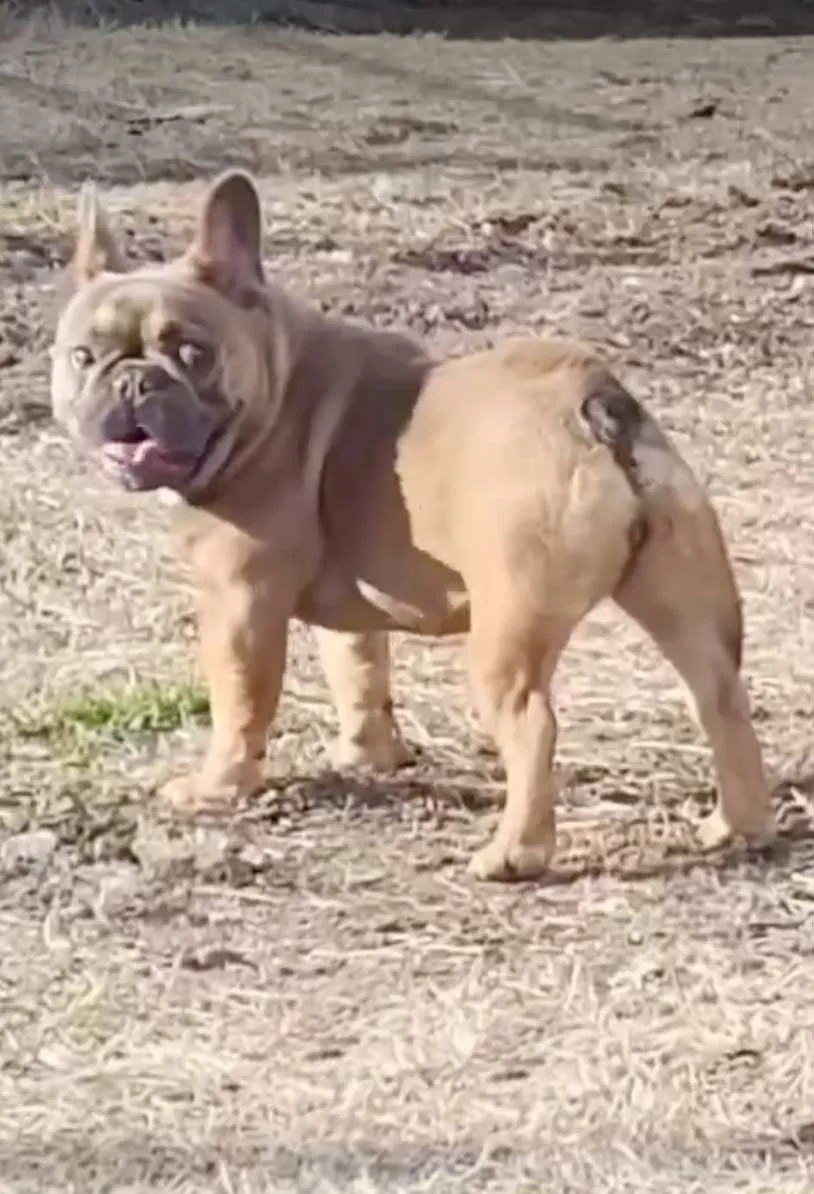 A French Bulldog standing on dirt with its mouth slightly open, looking at the camera.