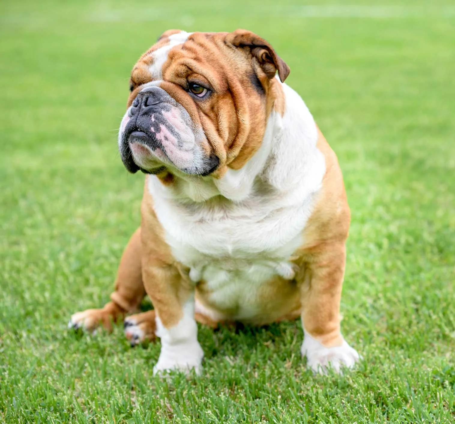 An English Bulldog sitting on green grass with a neutral expression, showing its brown and white fur, large face, and wrinkles.