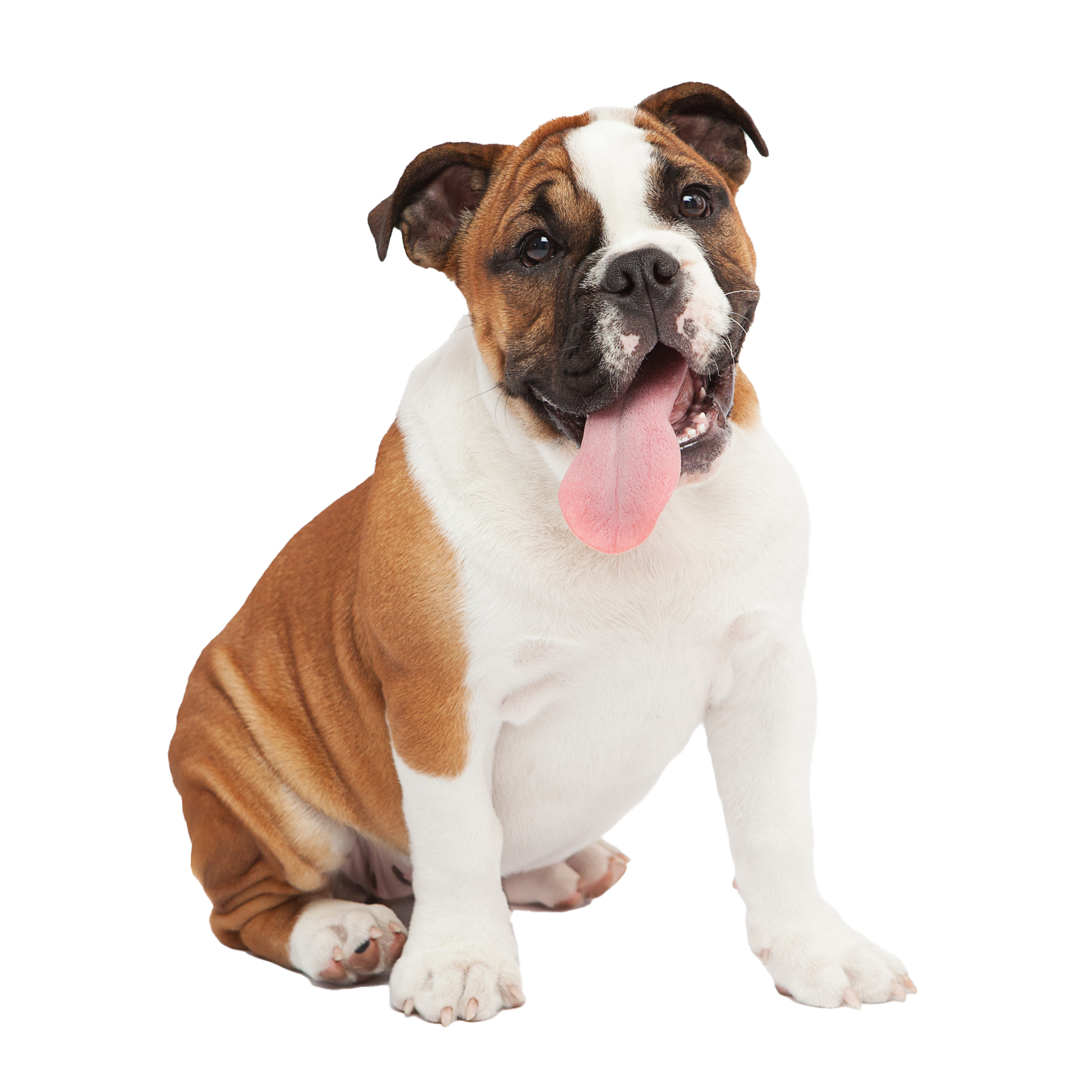 A cute puppy with a brown and white coat, black eyes, pink tongue hanging out, sitting on a white background.