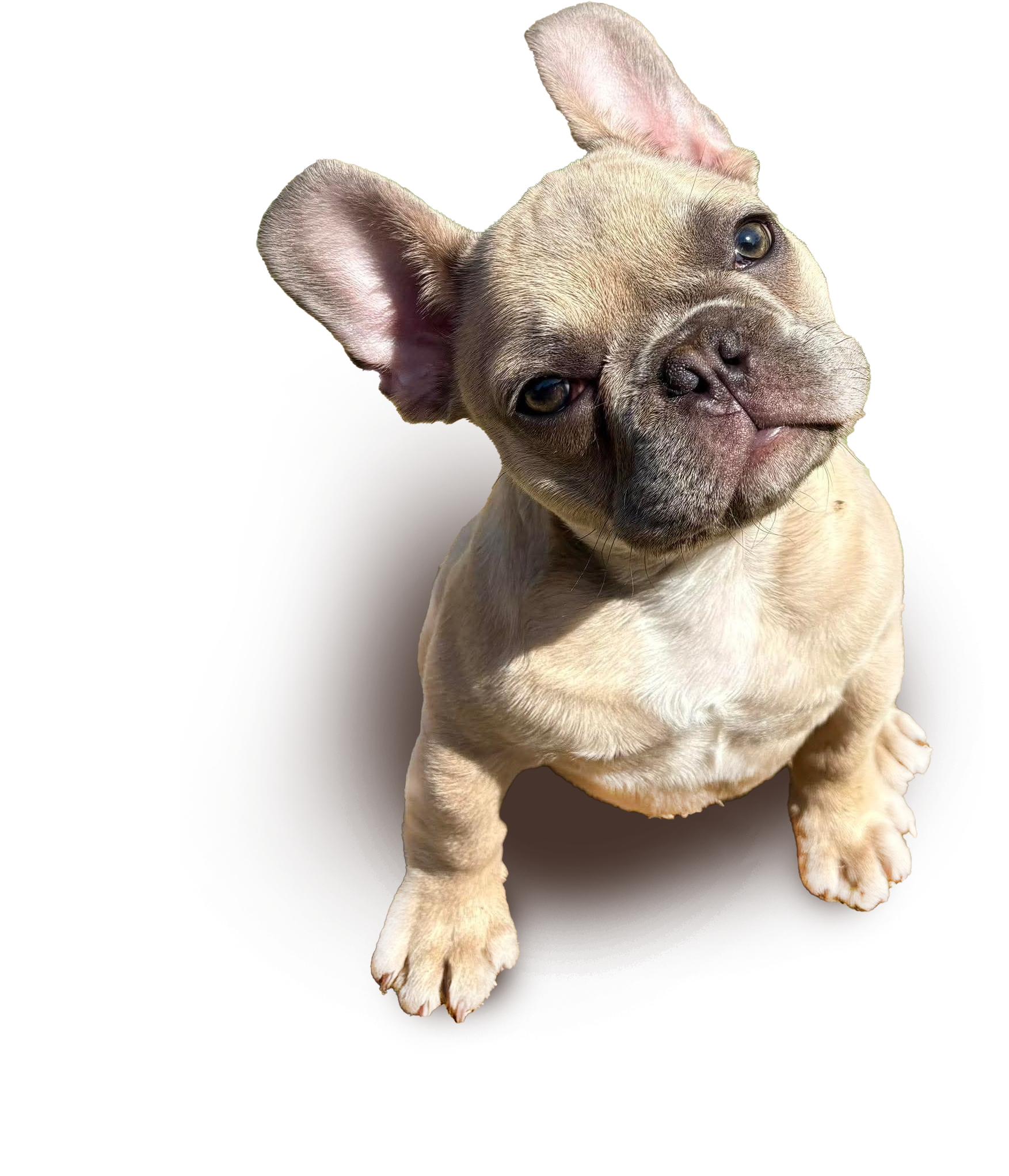 Close-up of a light-colored French Bulldog puppy with one ear folded and one ear standing, looking directly at the camera with a curious expression.