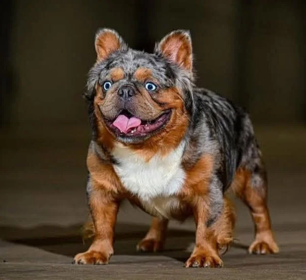 A dog with a human-like face, blue eyes, and its tongue sticking out.