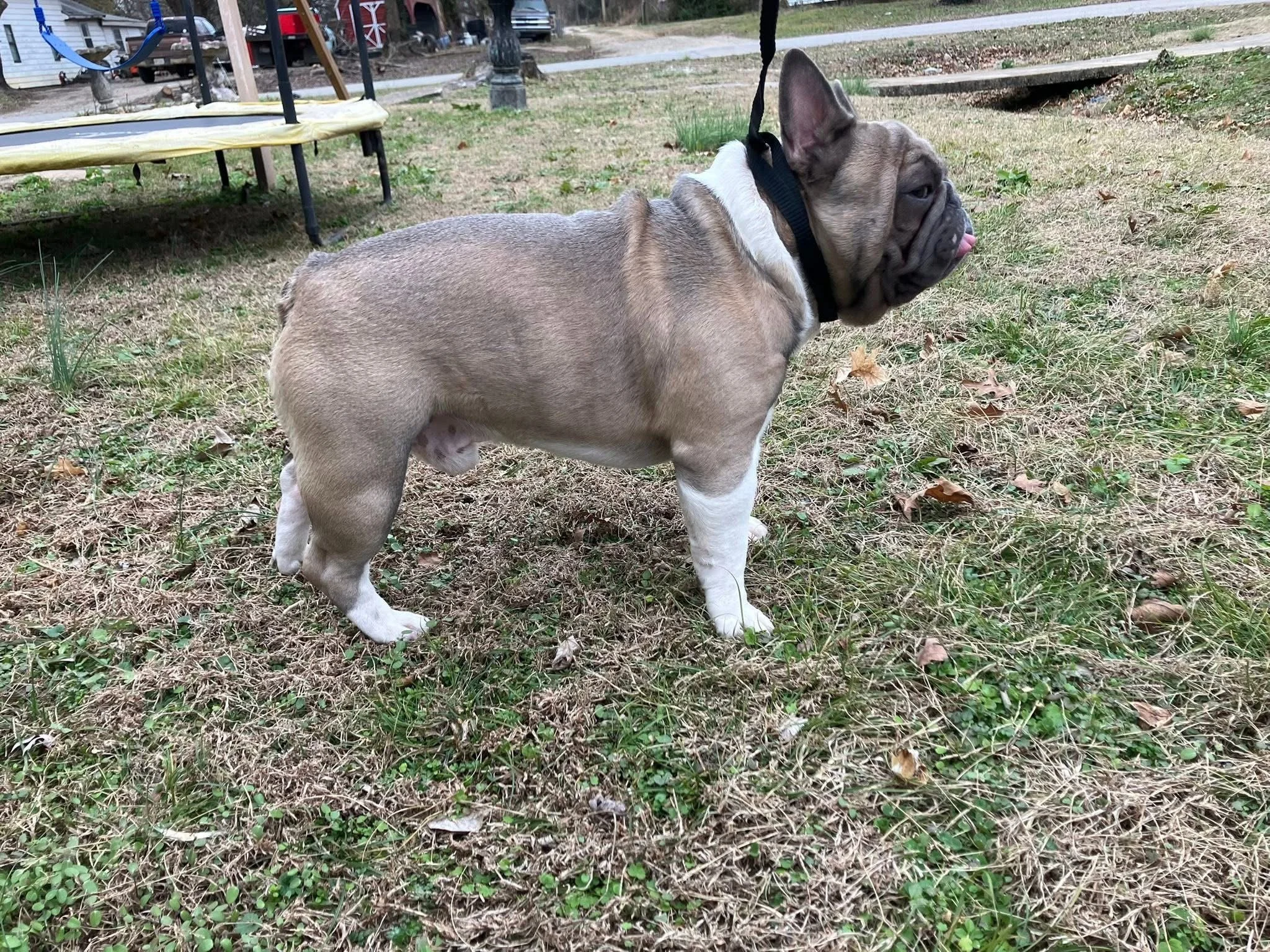 A young French Bulldog puppy standing on a patchy grassy yard, looking to the right with its tongue slightly out. In the background, there is a trampoline, some trees, and a house.