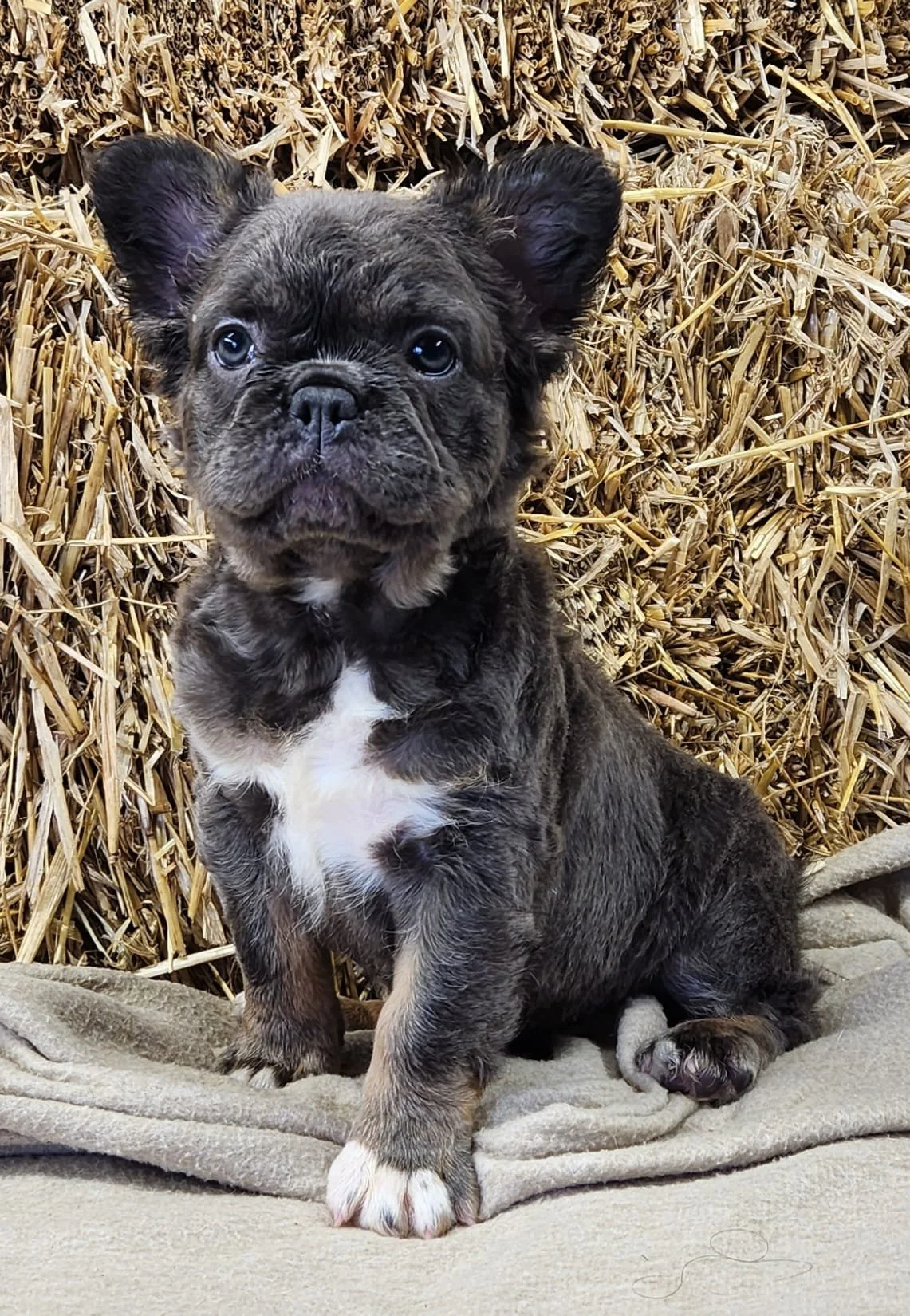 A cute brindle French Bulldog puppy sitting on a beige blanket with a haystack in the background.