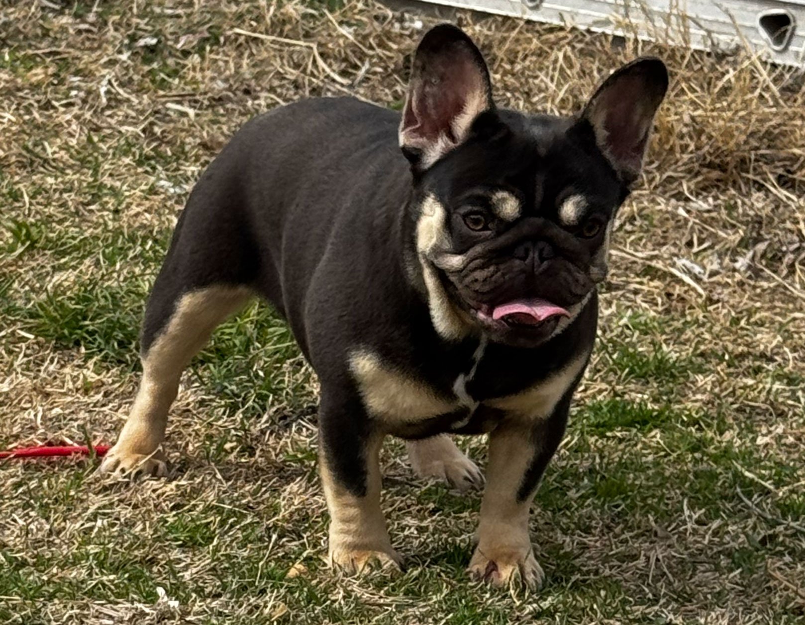 A black and tan French Bulldog puppy standing on grass and dry leaves outdoors, looking at the camera with its tongue slightly out.