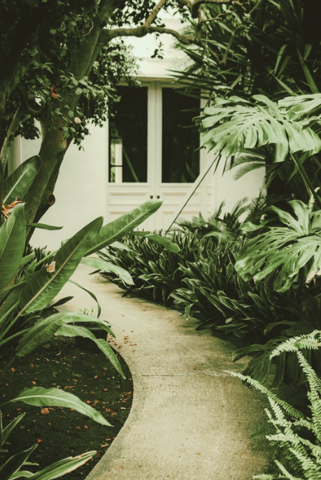 A garden pathway surrounded by lush green tropical plants leading to a white building with large windows.