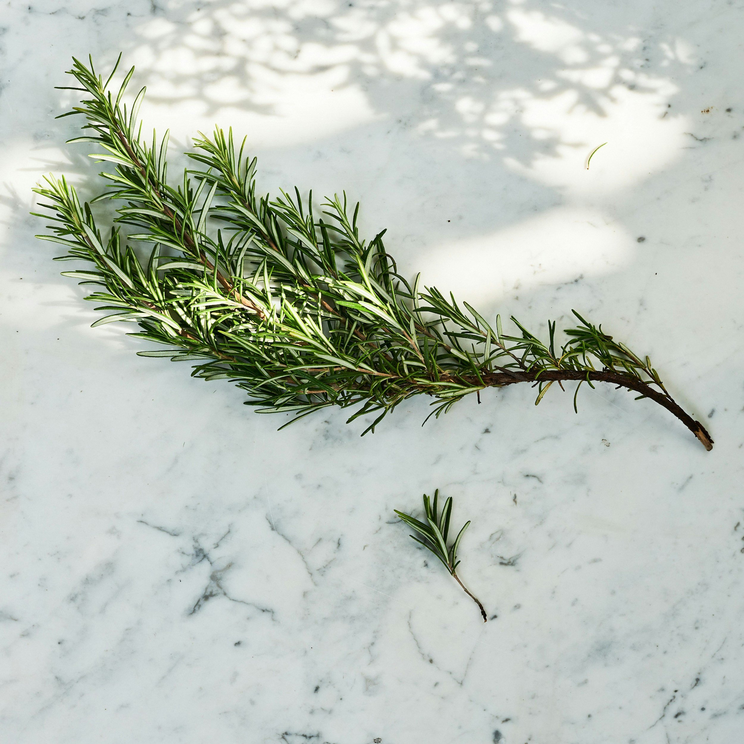 A sprig of fresh rosemary placed on a white marble surface, with soft shadows in the background.