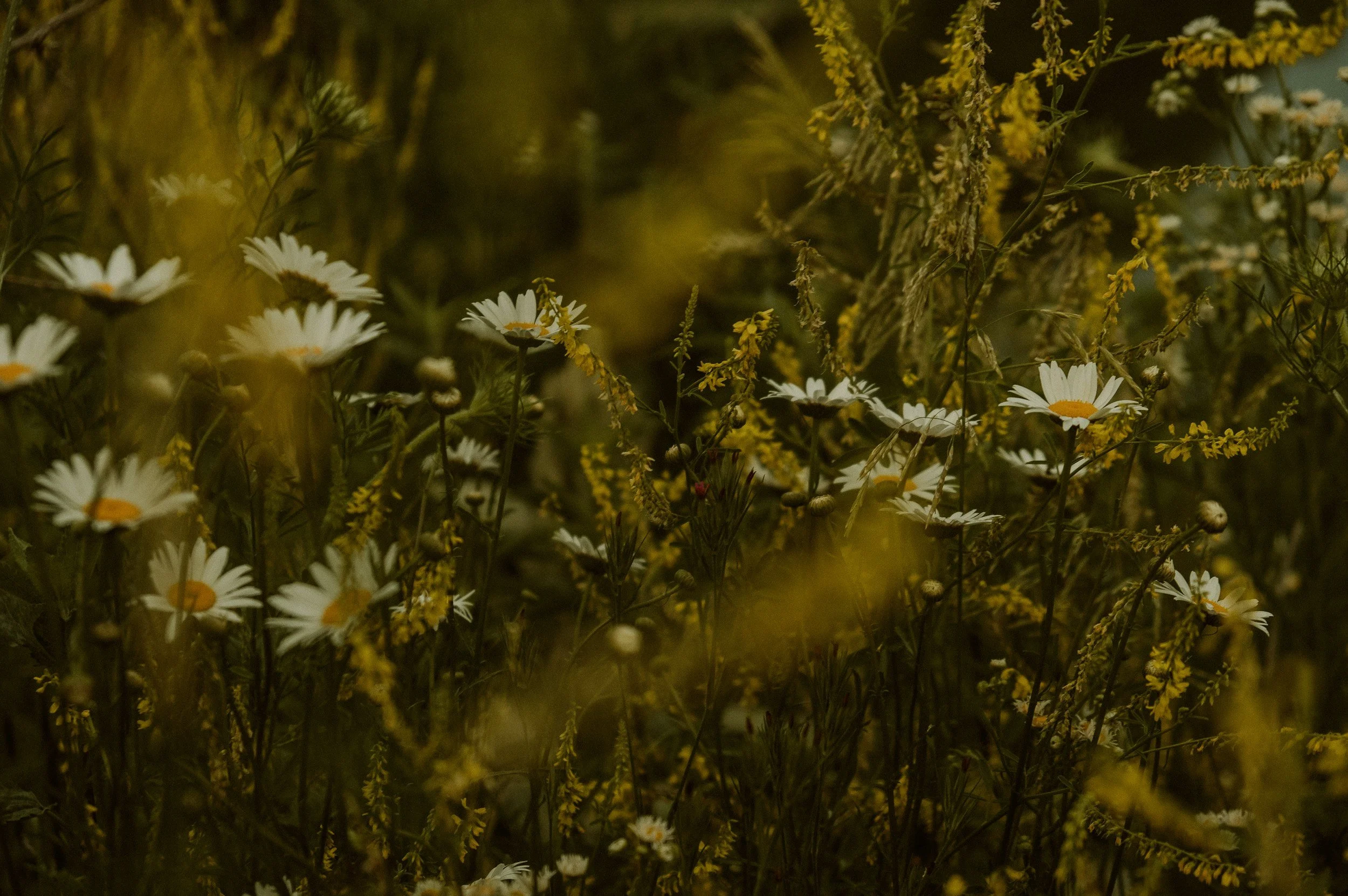 Close-up of white daisies and yellow wildflowers in a meadow with a dark, blurred background.