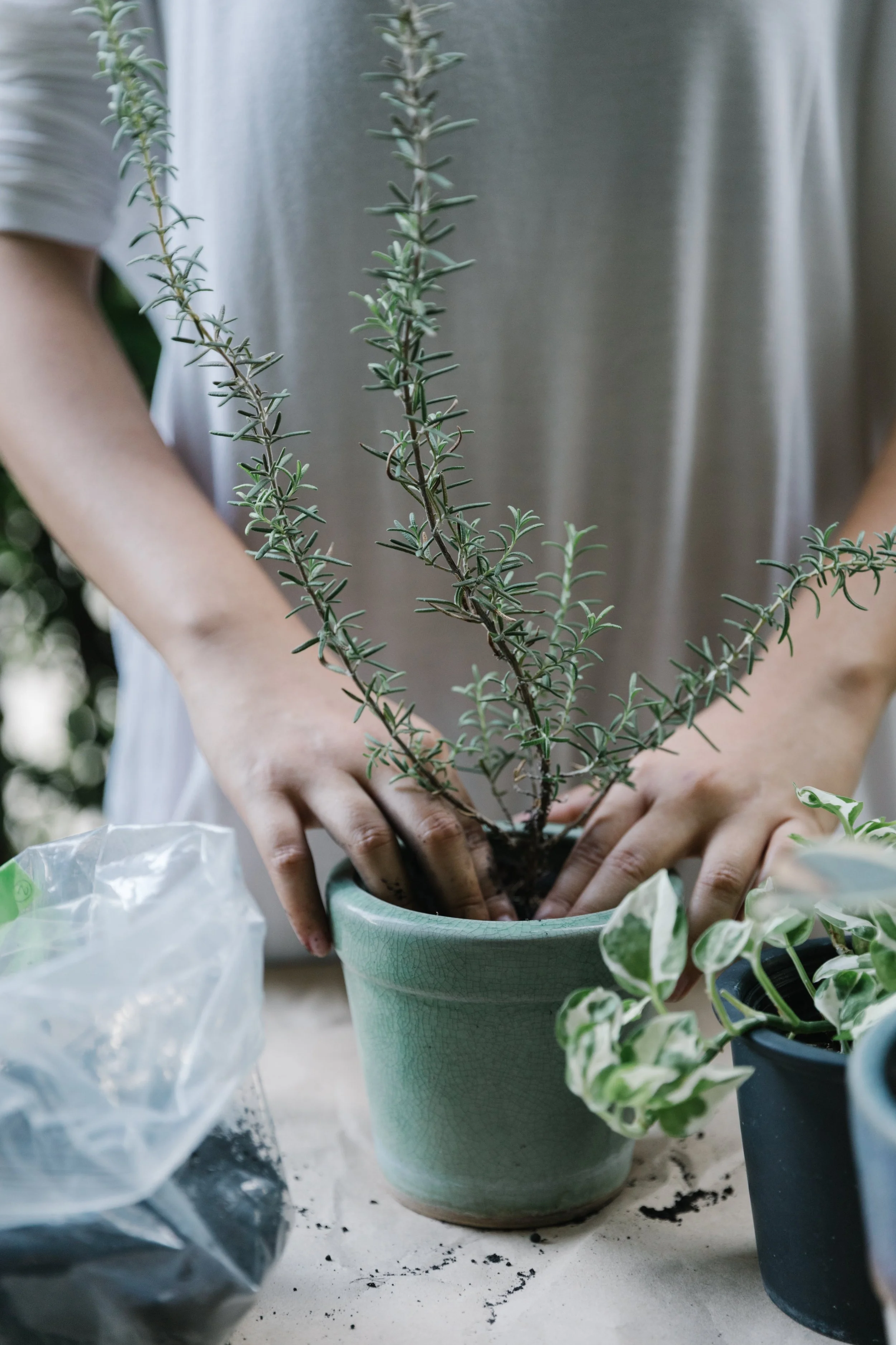 A person repotting a rosemary plant in a green ceramic pot, with other plants and gardening supplies nearby.