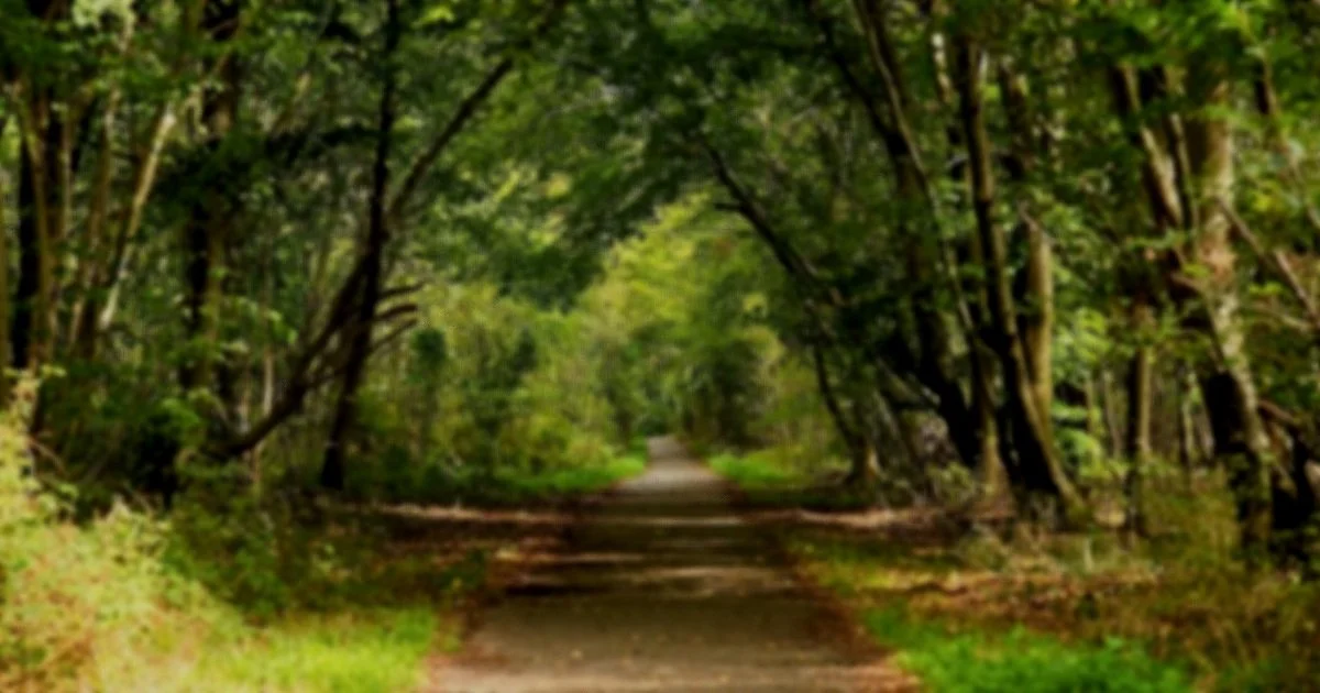 Sentier en forêt avec arbres formant un arc au-dessus du chemin