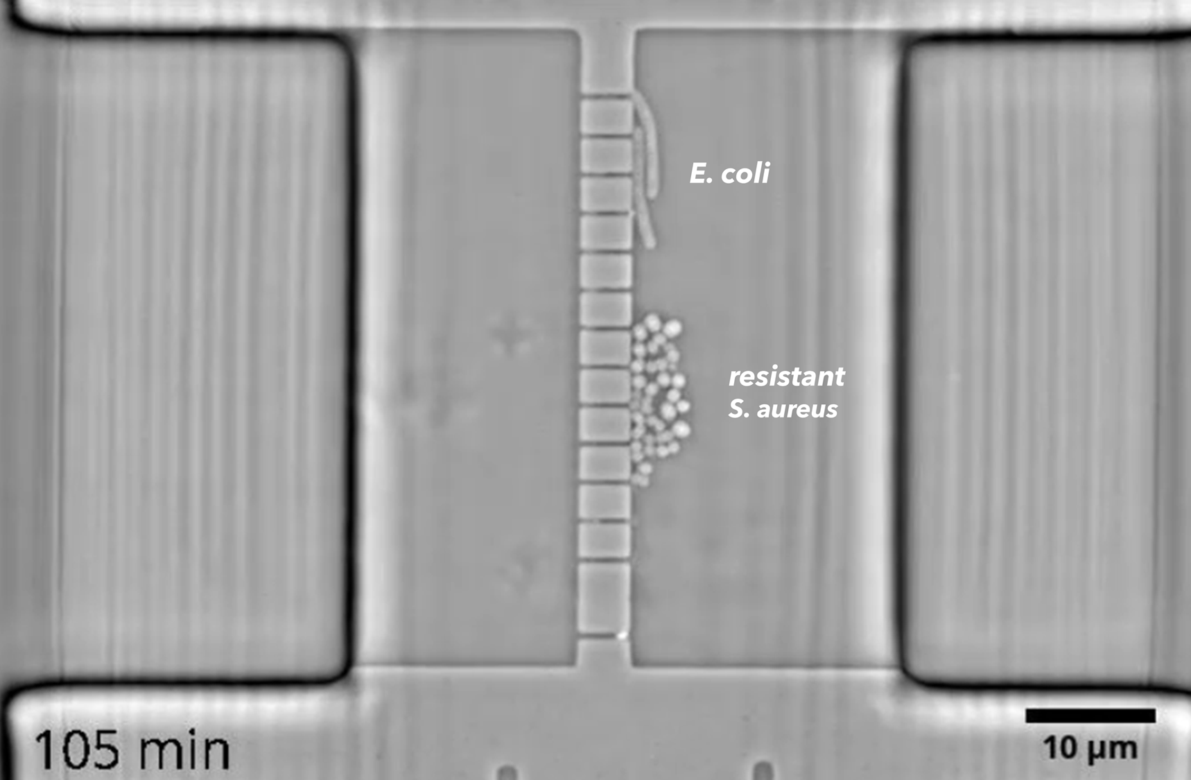 Antibiotic suseptibility test next generation culture free phenotypic analysis AI