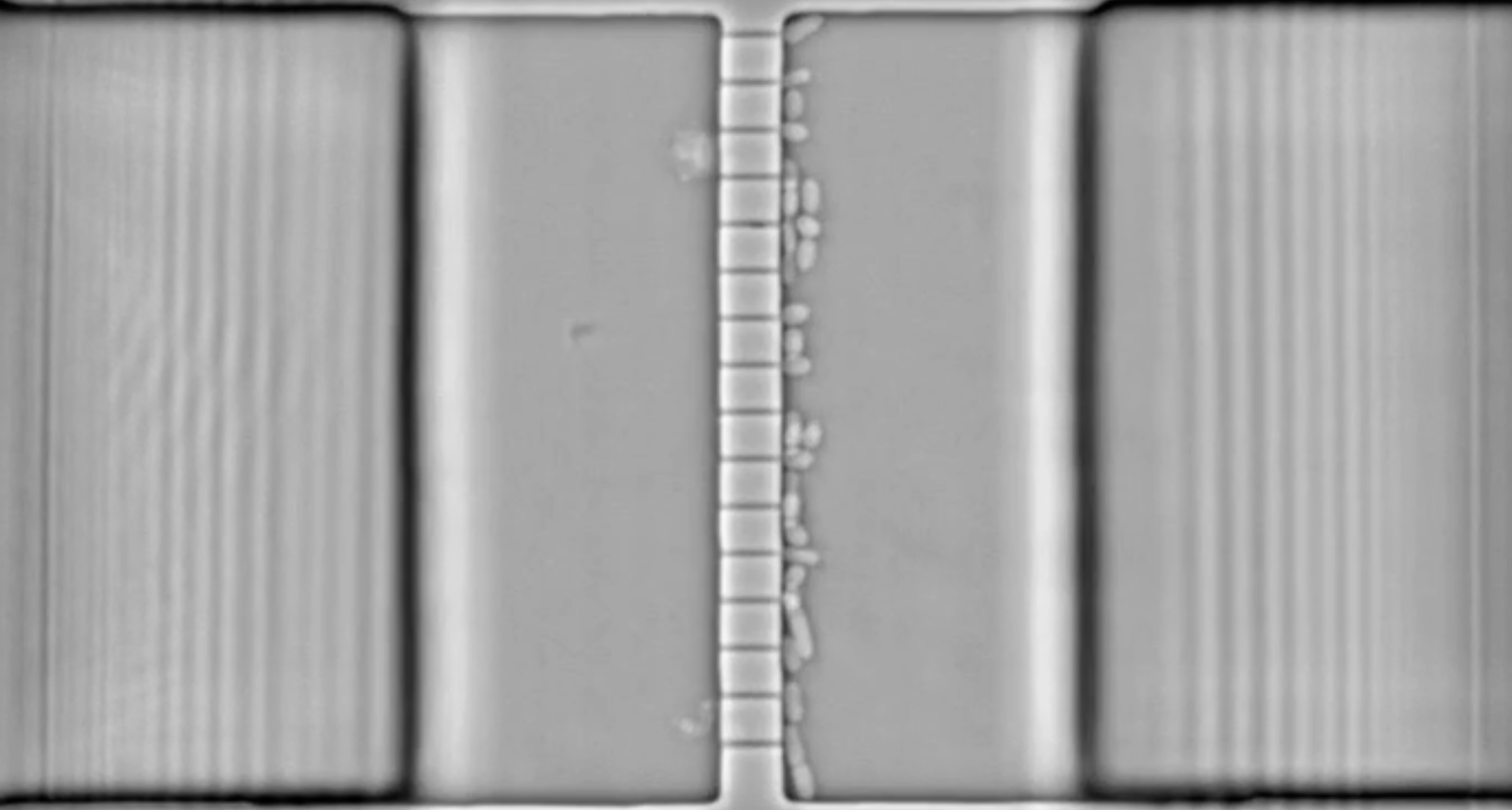 Microscopic image of a cell division process with a line of small round cells in the center and two large metallic structures on each side.