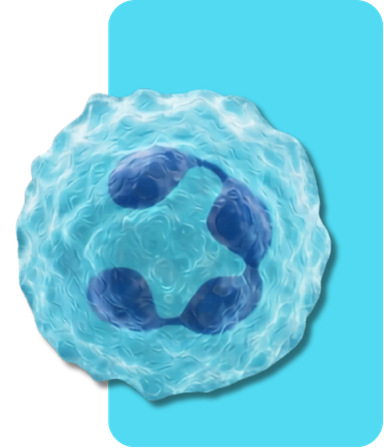 Illustration of a human white blood cell with its nucleus visible.