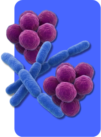 Illustration of bacteria, including clusters of purple spherical bacteria and blue rod-shaped bacteria, on a blue background.