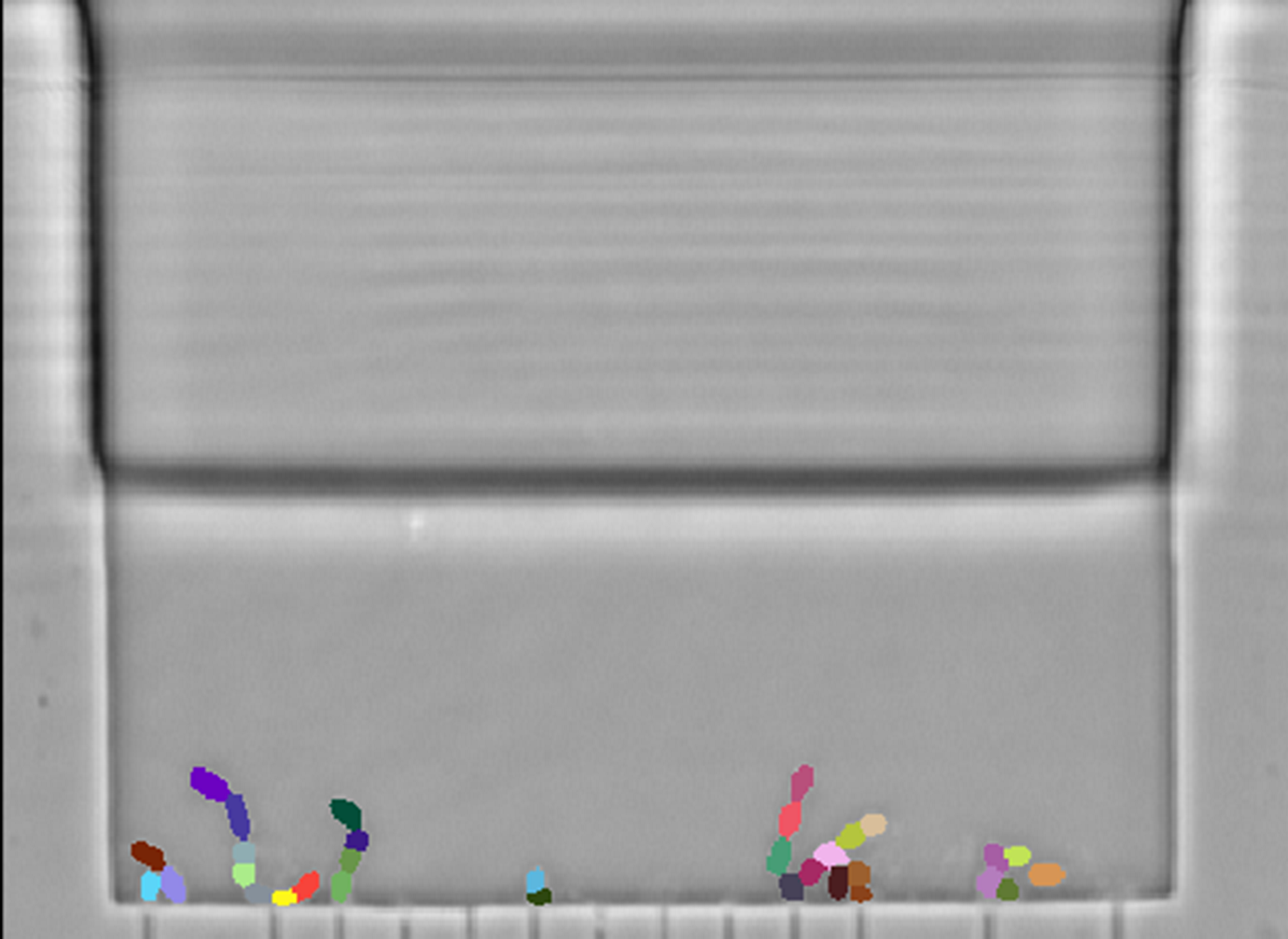 Bacterial species identification method by BLASTID