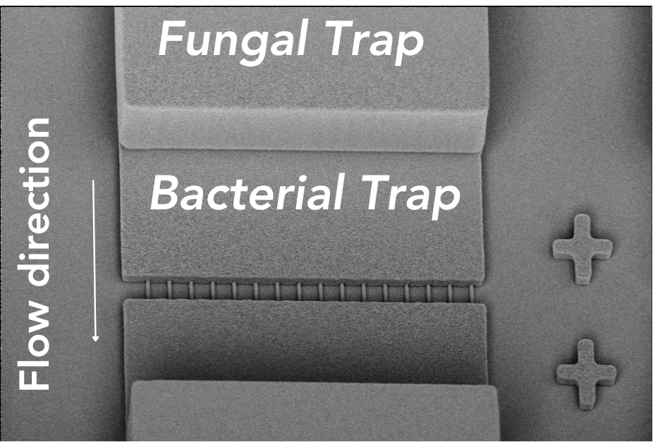 Illustration of a device with sections labeled 'Fungal Trap' and 'Bacterial Trap,' showing flow direction downward and plus symbols on the side.