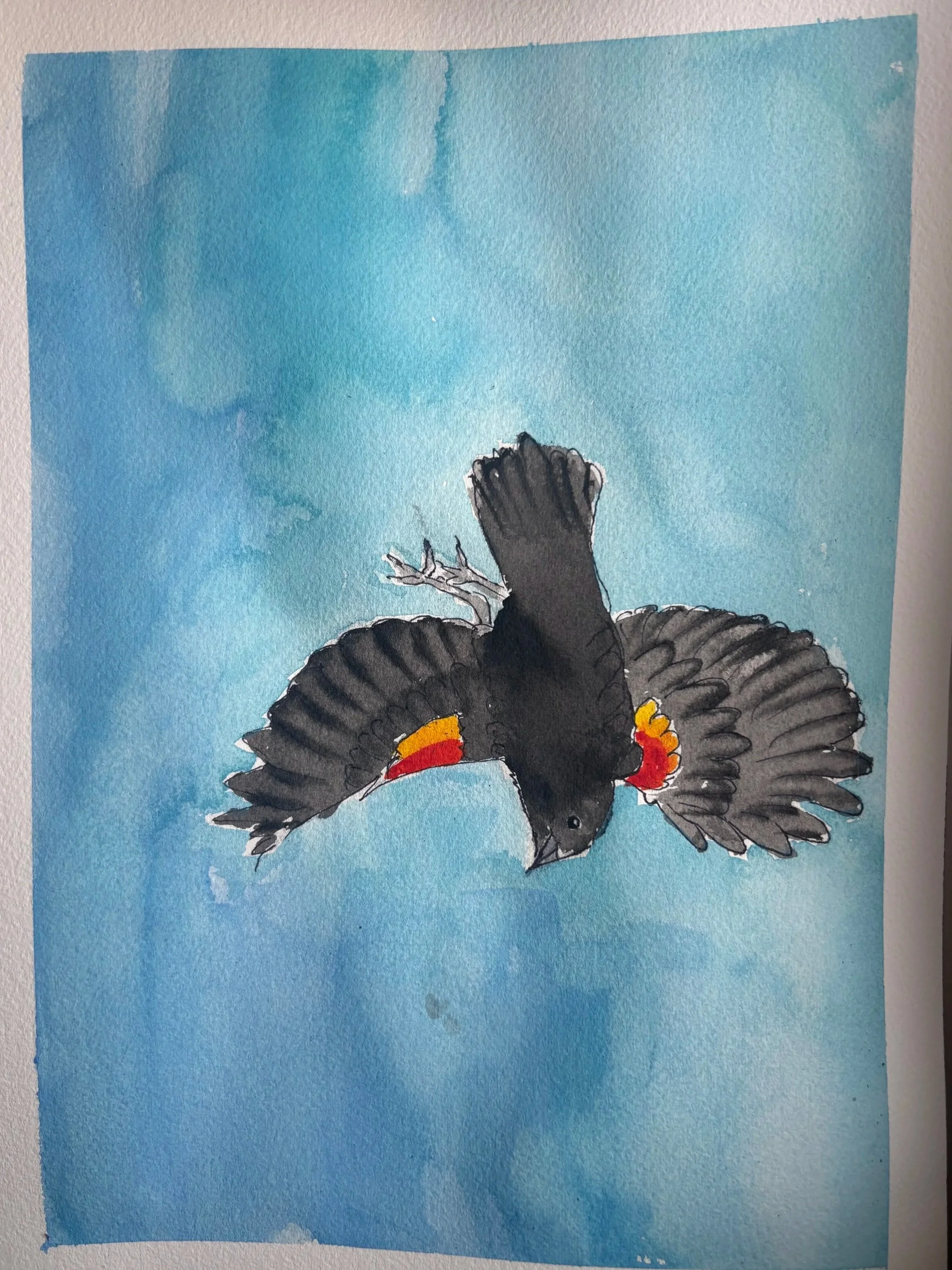 Red+Winged+Blackbird.jpg