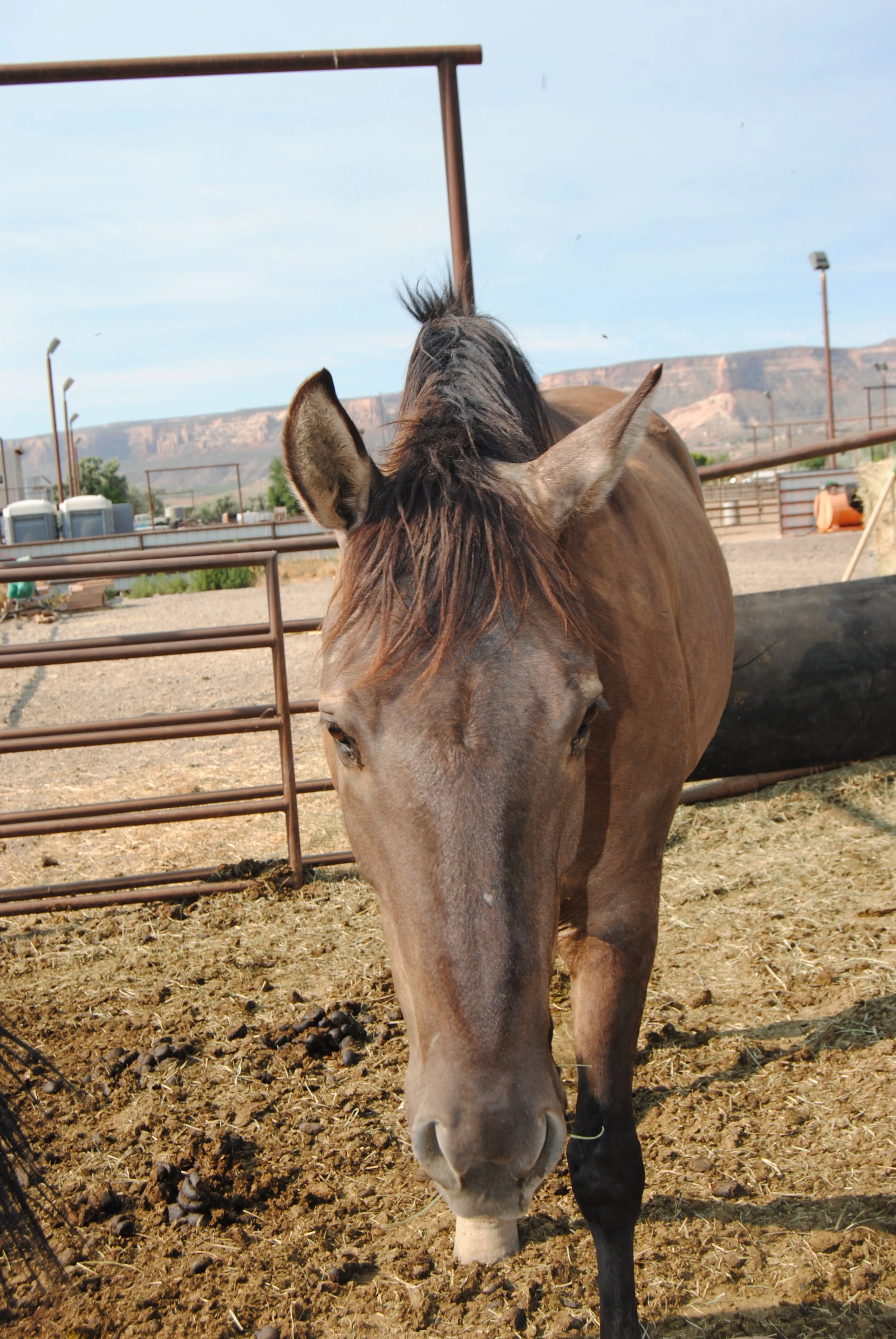 Close-up of a brown horse with a black mane and black markings on its legs, standing in a dirt paddock with fences, hills, and blue sky in the background.
