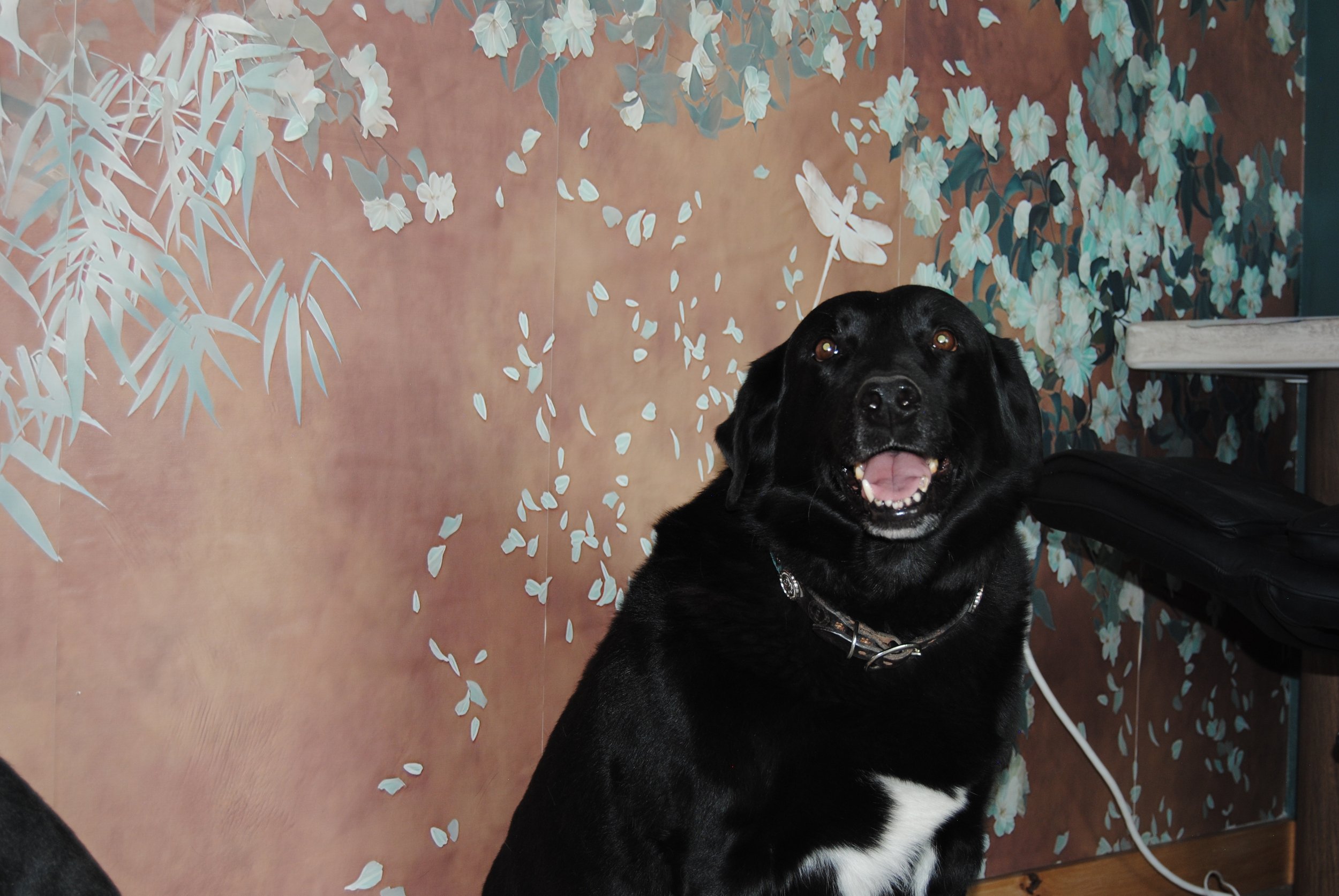 A black and white dog sitting on a patterned floor with a floral mural in the background, looking up with its mouth open.