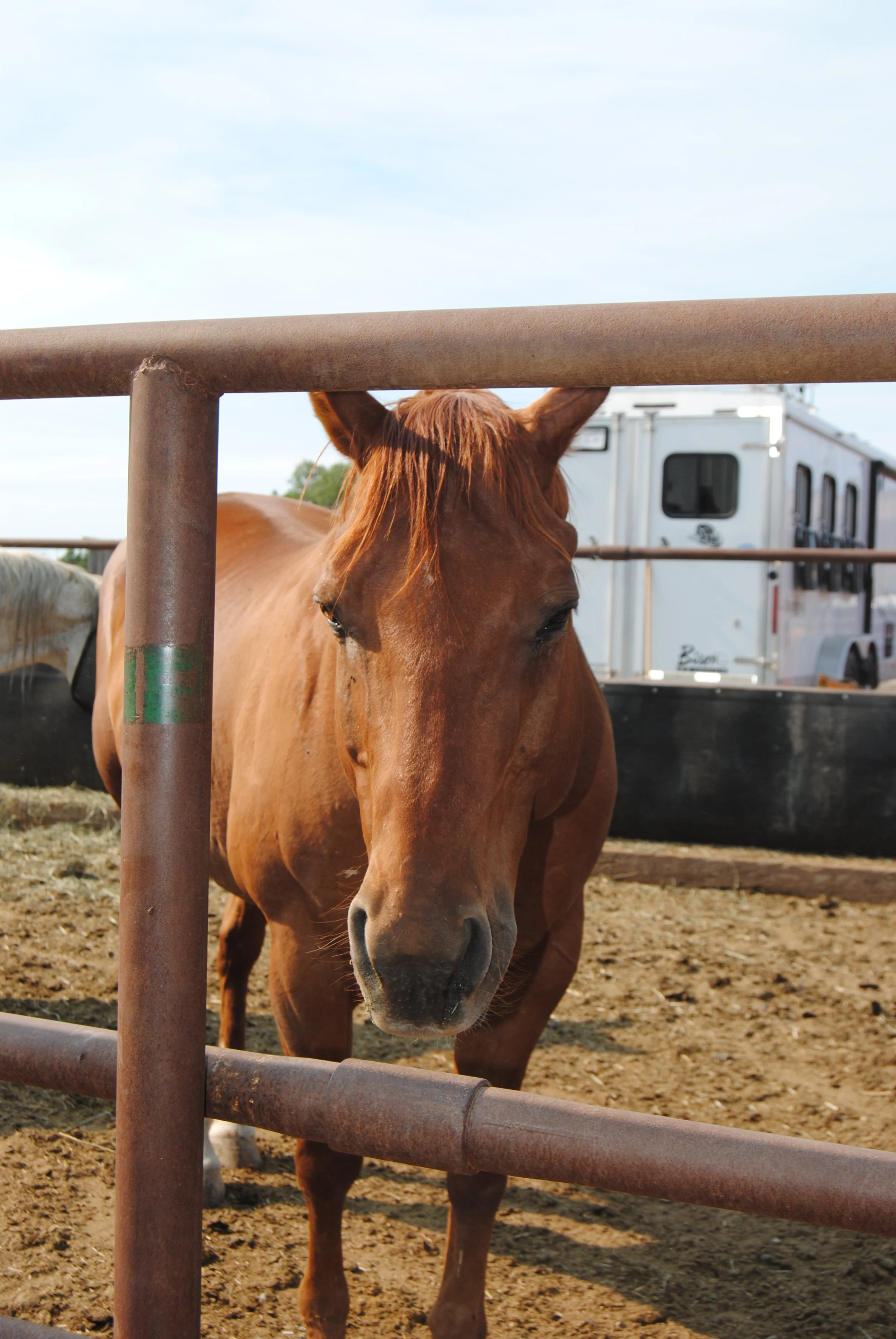 A brown horse standing behind a rusty metal fence at a farm, with a trailer in the background, on a clear day.