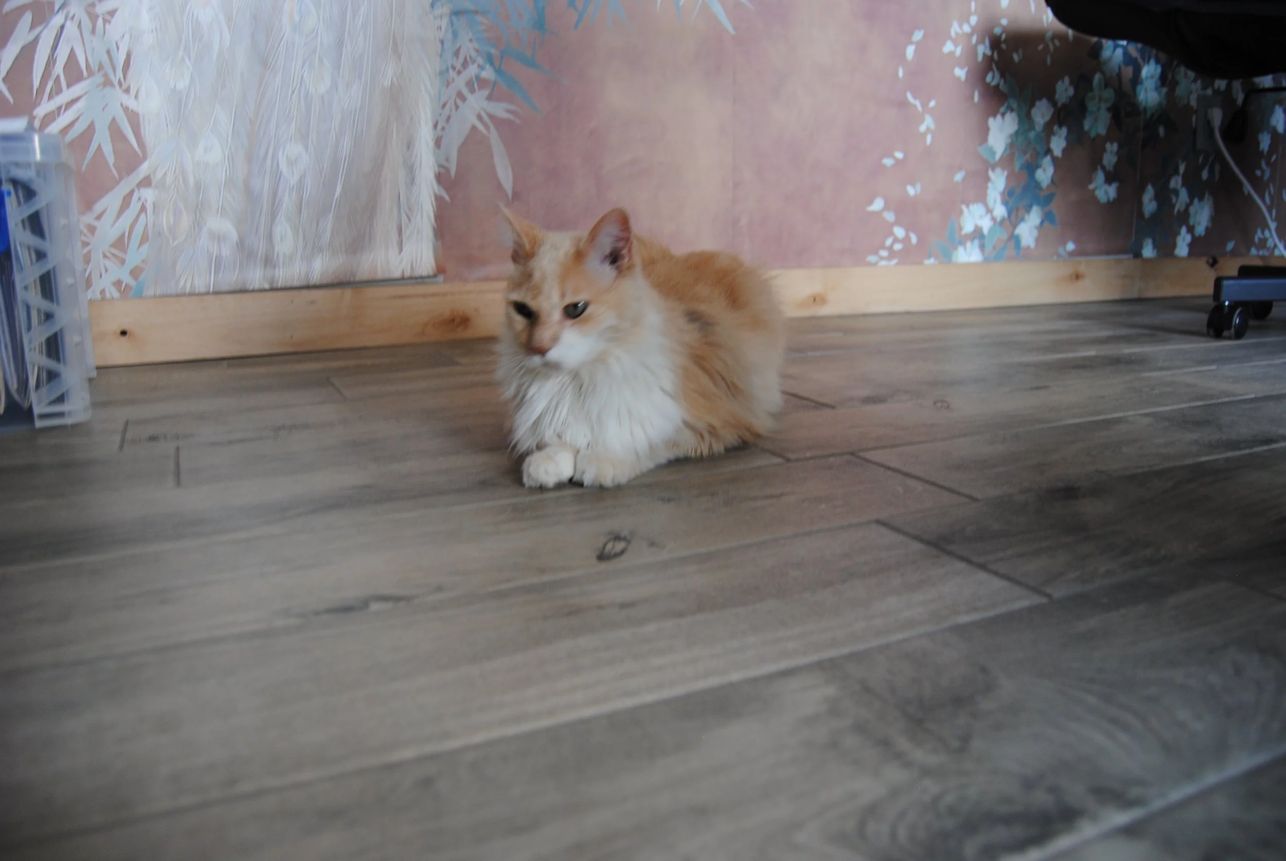 An orange and white fluffy cat lying on a wooden floor in front of a pink wall with floral and leaf patterns.