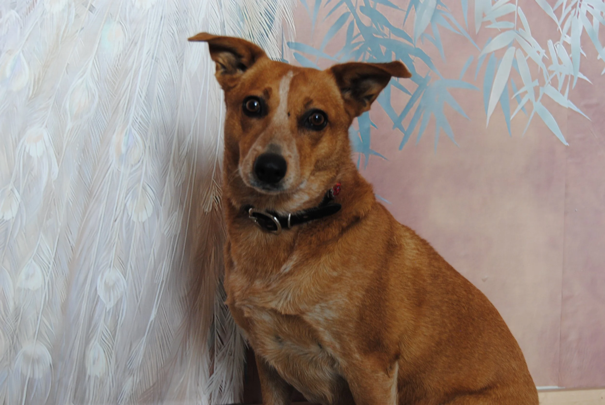 A brown dog with black markings on its face and ears, sitting on a floor with a pink wall and blue patterned decor in the background.