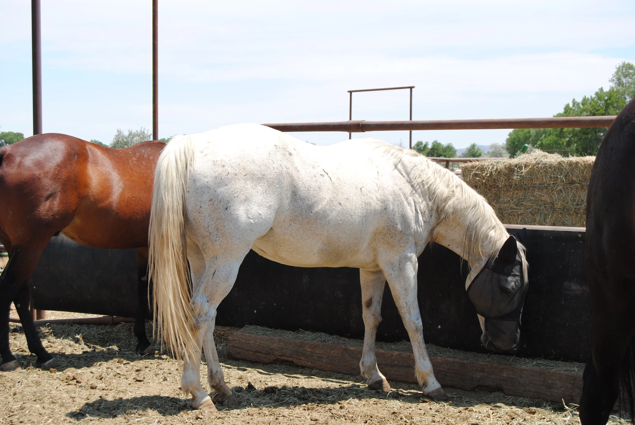Several horses standing in a fenced area with hay bales, trees, and a clear sky in the background.