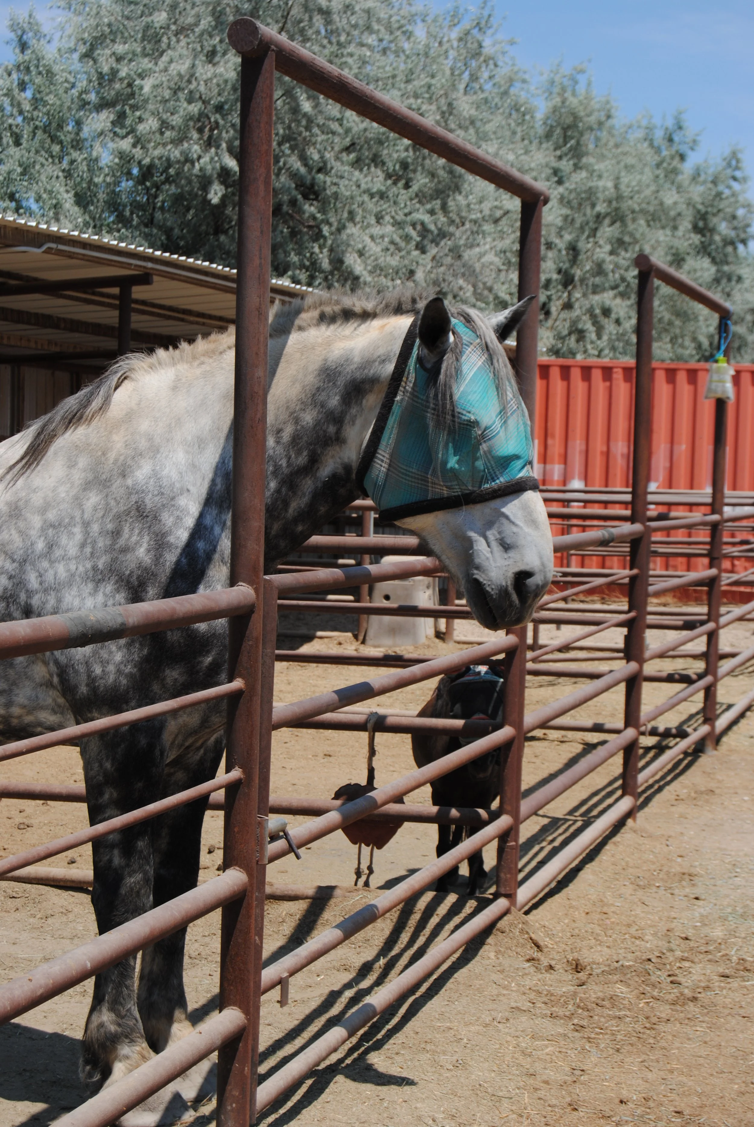 A grey and white horse wearing a blue and green plaid fly mask standing in a fenced outdoor area with two smaller black horses, and a red fence in the background, under a clear blue sky.