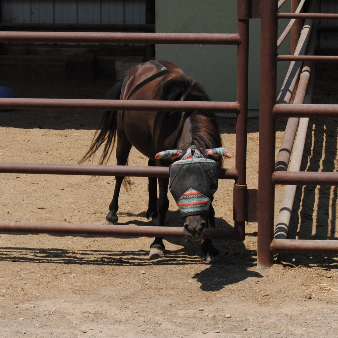 A small horse or pony with a colorful blanket over its face, standing behind a rusty metal fence on a dirt ground.