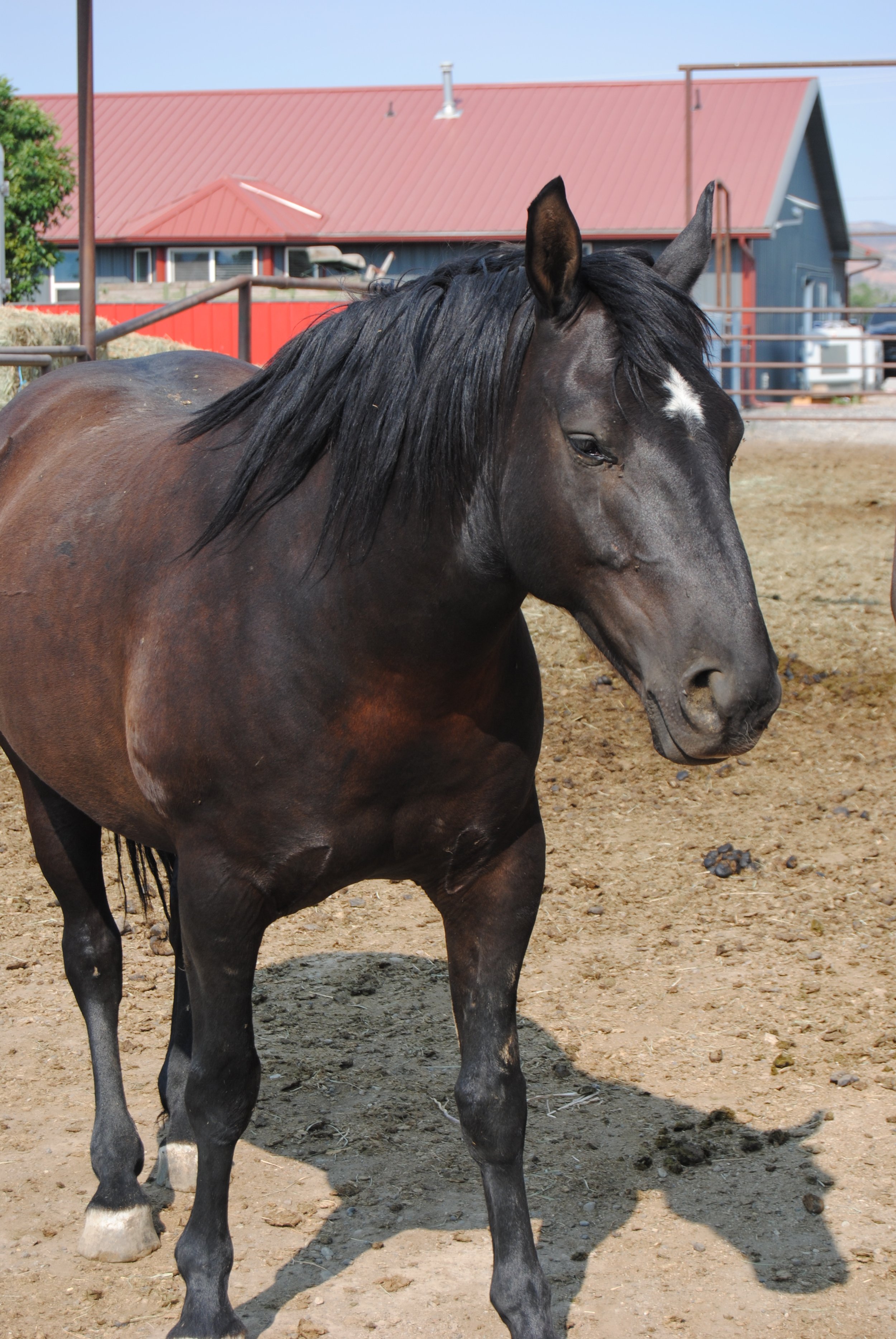 A black horse with a white star-shaped mark on its forehead standing on a dirt ground, with a barn and a red metal roof in the background.