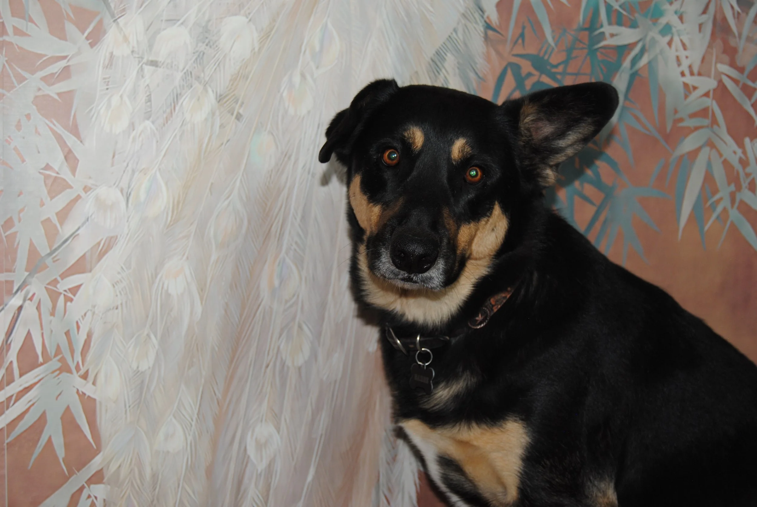 A black and tan dog with one ear up and one ear down, sitting on a colorful abstract background.