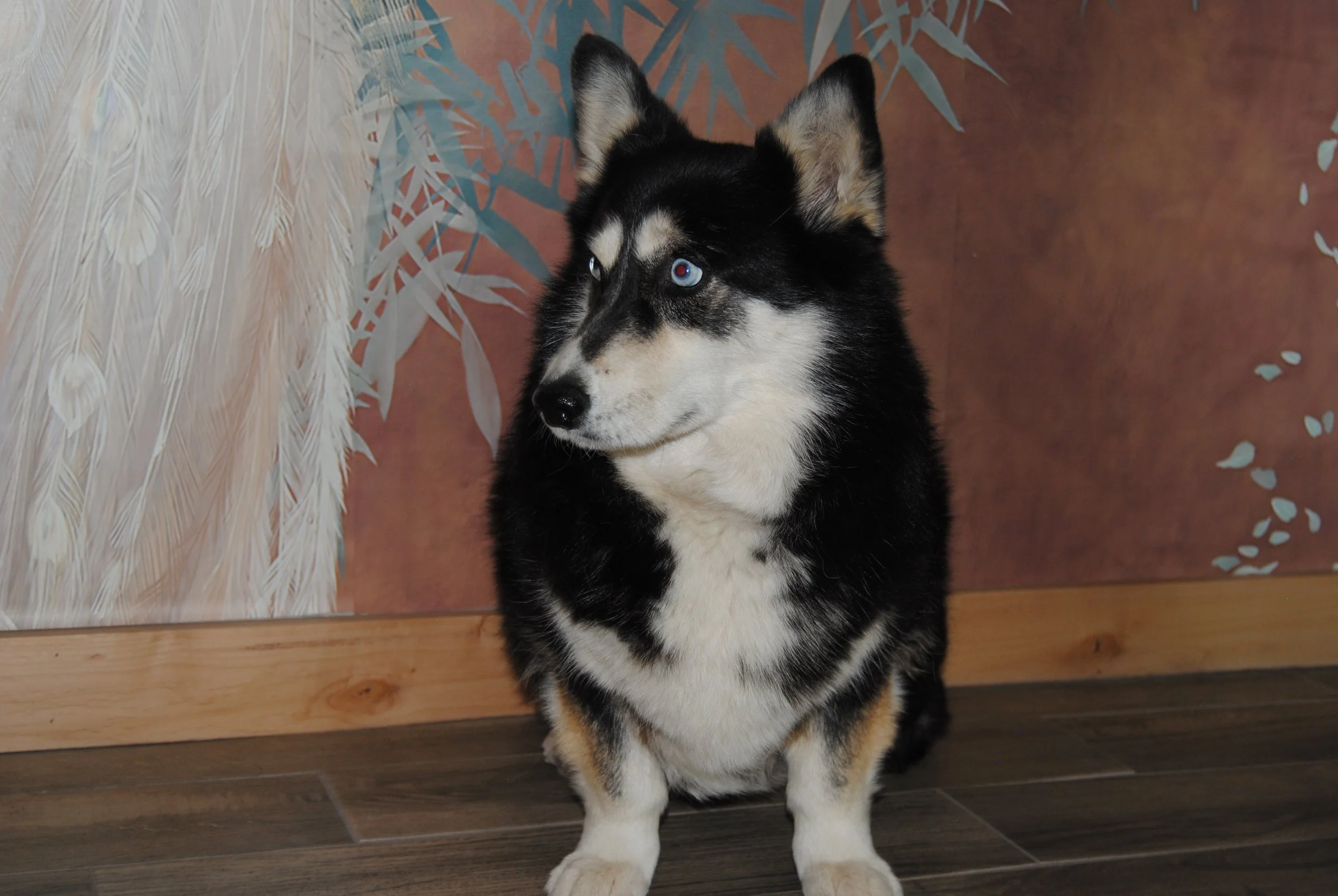A black and white Siberian Husky with blue eyes sitting on a wooden floor in front of a decorative background with white feathers, blue leaves, and a brown backdrop.