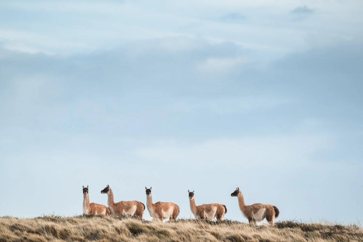 Habitantes