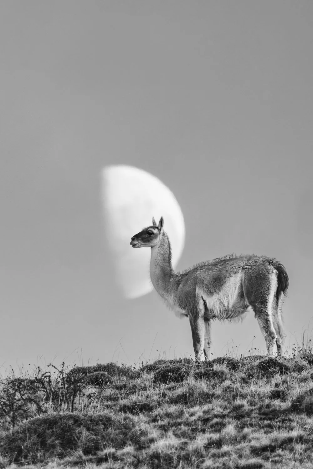 Luna