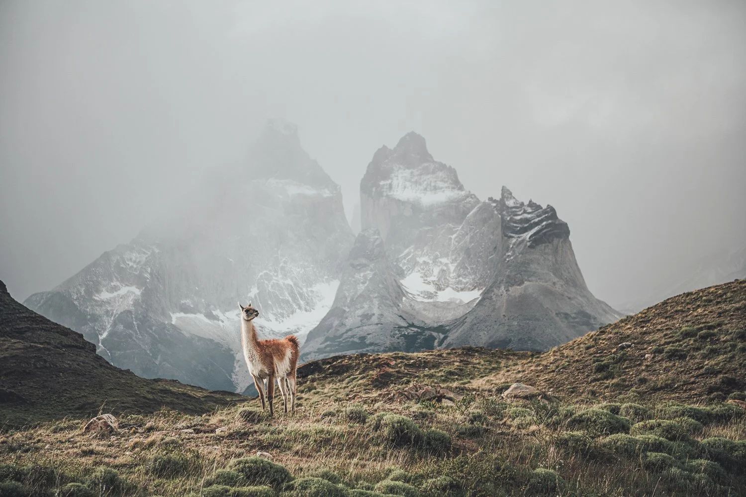 Guanaco