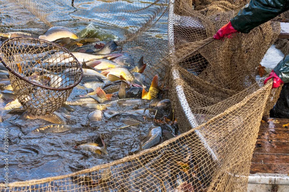 Invasive Species Corp. &amp; the USGS Sign Cooperative R&amp;D Agreement for Biological Technology for Control of Invasive Carp
