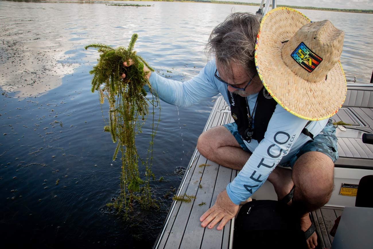 hydrilla, an invasive aquatic plant