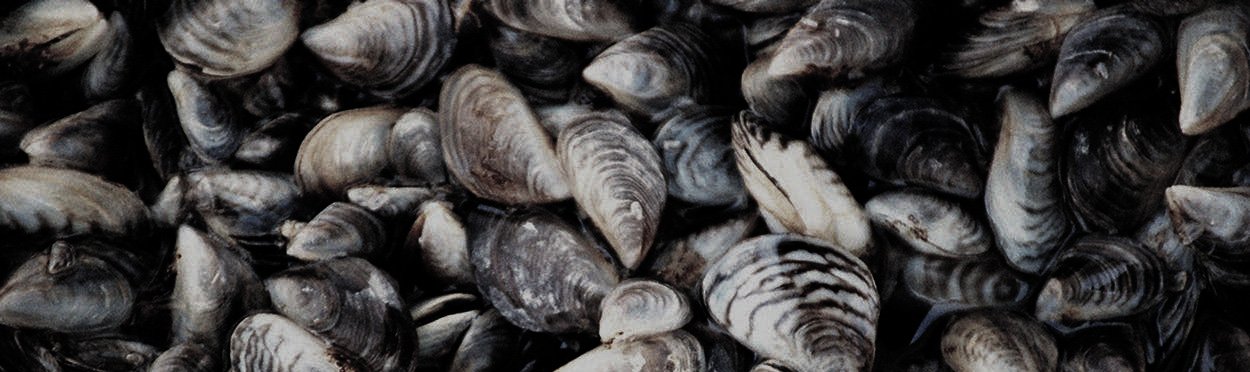 How Zequanox® Protects Aquatic Systems from Invasive Mussels