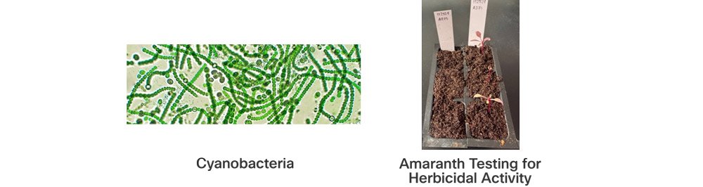 Namrata has inititated testing on the key weed species