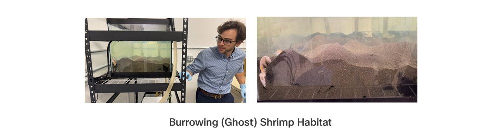 Burrowing ghost shrimp habitat