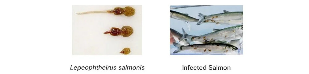 Salmon farms across the world are suffering from infestations of a crustacean