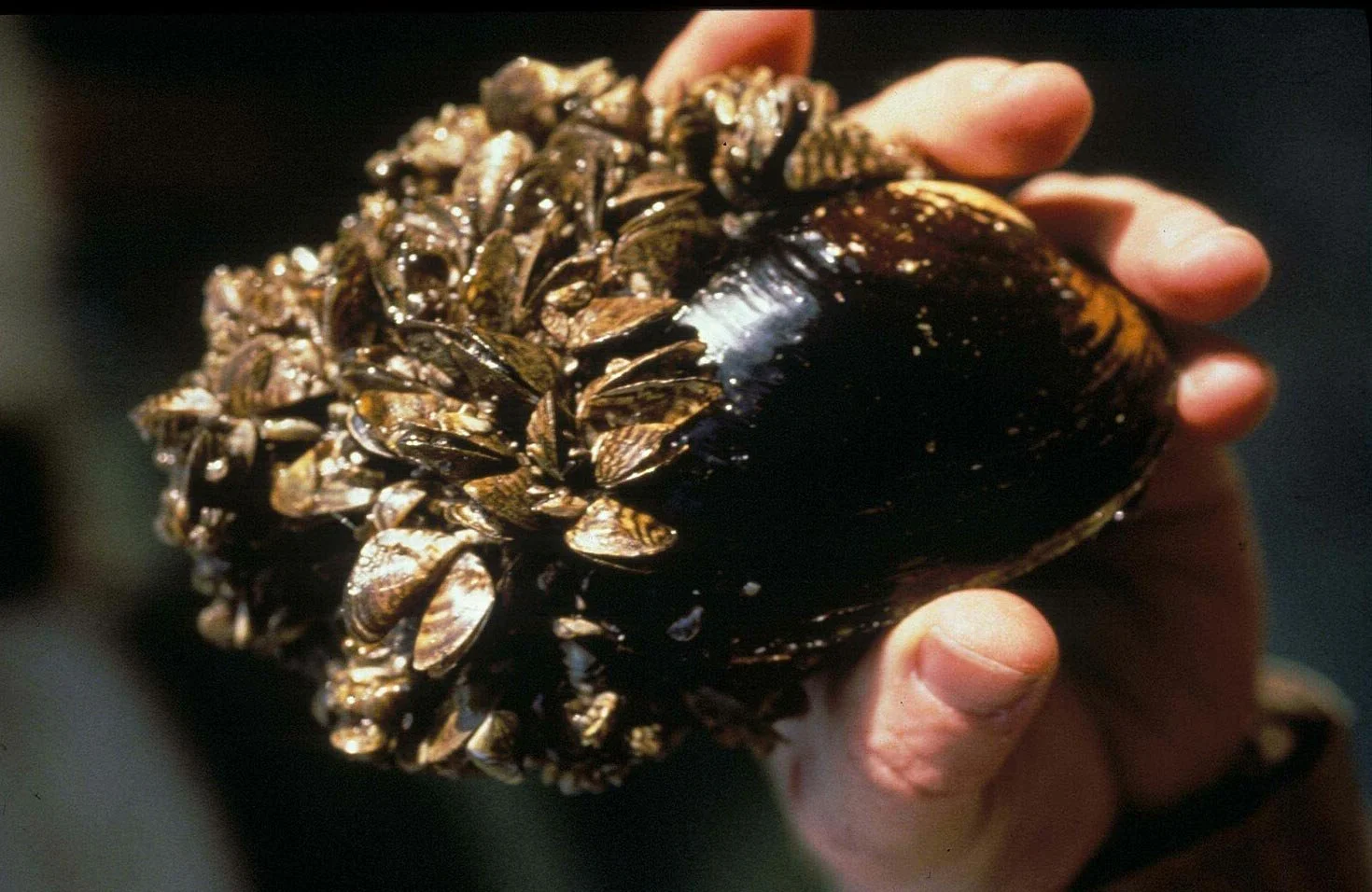 Quagga &amp; Zebra Mussels: What They Are &amp; Why They're a Problem