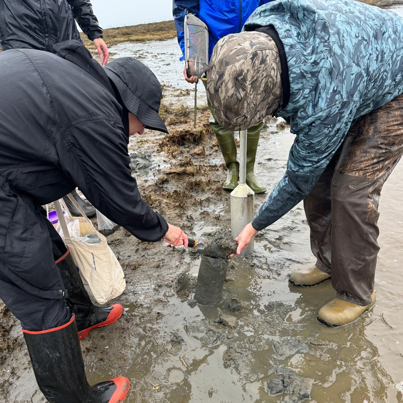 Digging for burrowing shrimp